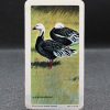 Canada Series 4 - RARE Mirror Coat